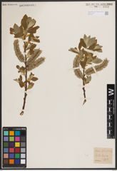 Foto von Salix caprea L.